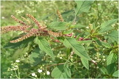 Amaranthus tricolor